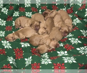 Golden Retriever Puppy for sale in BACKUS, MN, USA