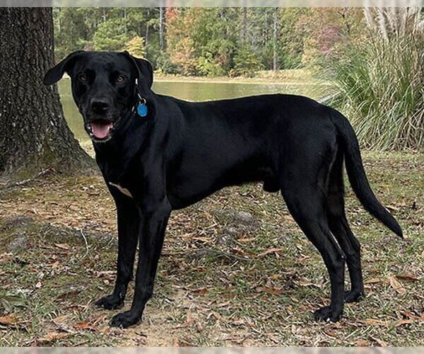 Medium Photo #4 Mutt Puppy For Sale in Lake Wylie, SC, USA