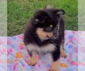 Pomeranian Puppy for sale in JOHNSTOWN, NE, USA