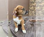 Small #6 Mutt