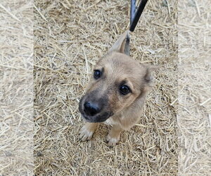 Mutt Dogs for adoption in Sandy, UT, USA