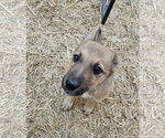 Cini - Female Mutt Dog for Adoption - Small photo