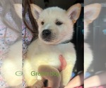 Puppy Green boy German Shepherd Dog-Siberian Husky Mix