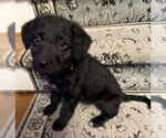 Small #1 Labradoodle