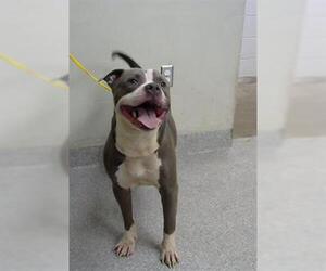 American Pit Bull Terrier-Unknown Mix Dogs for adoption in Pasadena, TX, USA