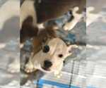 Small #7 American Pit Bull Terrier Mix