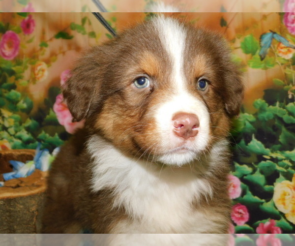 Medium Photo #1 Australian Shepherd Puppy For Sale in HAMMOND, IN, USA