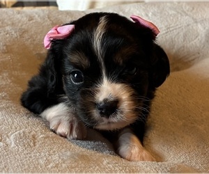 Aussalier Puppy for sale in PICAYUNE, MS, USA