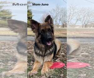 Mother of the German Shepherd Dog puppies born on 03/12/2022