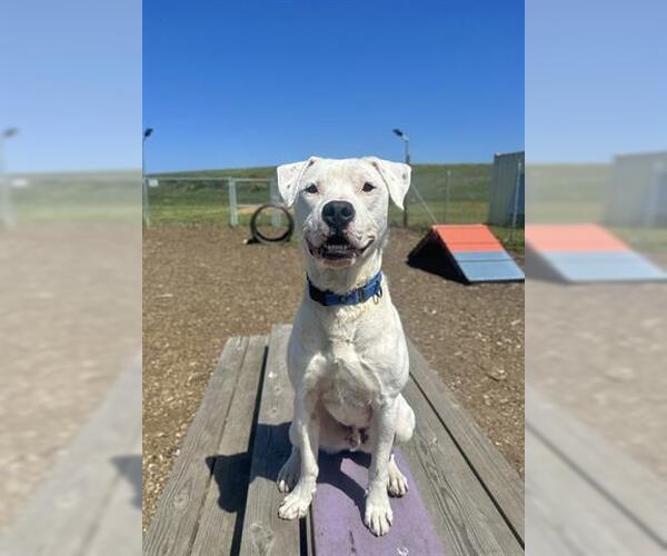 Medium Photo #2 Dogo Argentino-Unknown Mix Puppy For Sale in McKinleyville, CA, USA