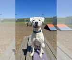 Small #1 Dogo Argentino Mix