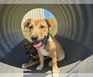 American Pit Bull Terrier Dogs for adoption in McKinleyville, CA, USA
