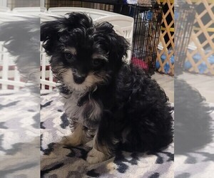 Chihuahua-Malchi Mix Puppy for sale in LAGRANGE, KY, USA