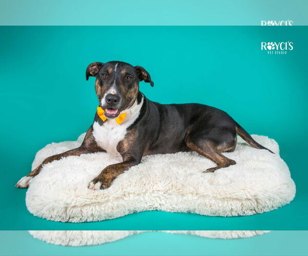 Medium Photo #20 Bull Terrier-Unknown Mix Puppy For Sale in Sandy, UT, USA