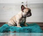 Small Photo #2 French Bulldog Puppy For Sale in CEDAR RAPIDS, IA, USA