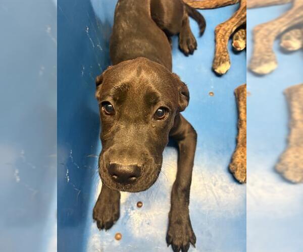 Medium Photo #1 Mutt Puppy For Sale in Bakersfield, CA, USA