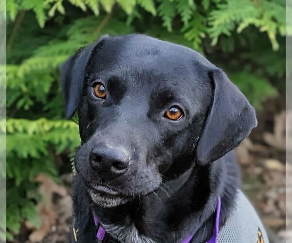 Medium Photo #5 Pointer-Unknown Mix Puppy For Sale in Cookeville, TN, USA