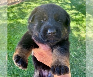 Medium German Shepherd Dog