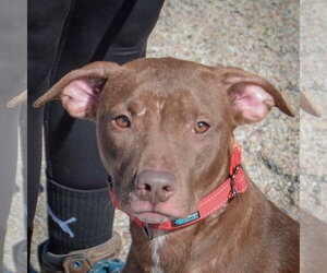 American Bulldog-American Staffordshire Terrier Mix Dogs for adoption in Huntley, IL, USA