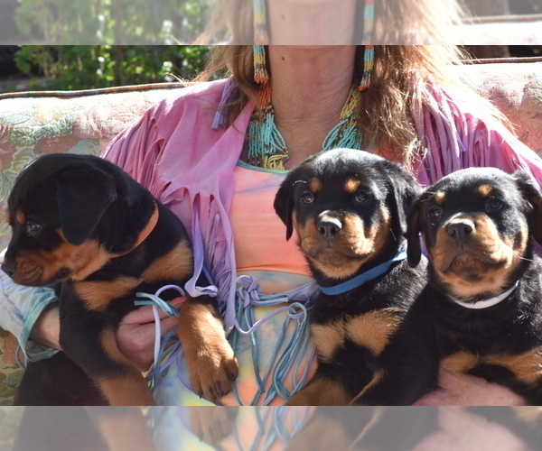 Medium Photo #7 Rottweiler Puppy For Sale in SHOW LOW, AZ, USA