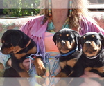 Small Photo #7 Rottweiler Puppy For Sale in SHOW LOW, AZ, USA