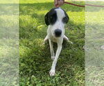 Small #2 Mutt