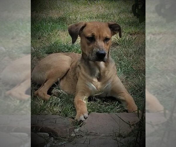 Medium Photo #7 Catahoula Leopard Dog-Unknown Mix Puppy For Sale in Spring, TX, USA