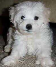 Medium Maltipoo