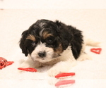 Puppy Mary Cavapoo