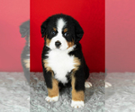 Small Photo #26 Bernese Mountain Dog Puppy For Sale in MILLERSBURG, IN, USA