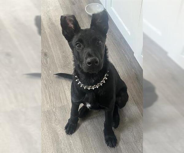 Medium Photo #3 German Shepherd Dog-Unknown Mix Puppy For Sale in Houston, TX, USA