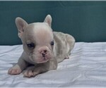 Small #15 French Bulldog
