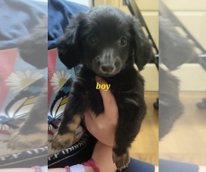 Chiweenie Puppy for sale in ORLANDO, FL, USA
