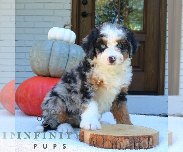 Medium Photo #1 Bernedoodle (Miniature) Puppy For Sale in NARVON, PA, USA