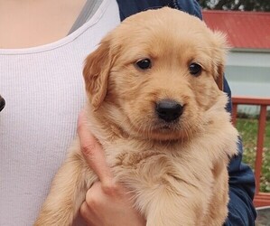 Golden Retriever Puppy for sale in MAUSTON, WI, USA