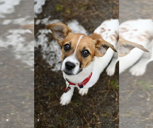 Medium Photo #2 Bea-Tzu Puppy For Sale in Wakefield, RI, USA