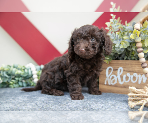 Medium Photo #2 Miniature Labradoodle Puppy For Sale in MIDDLEBURY, IN, USA