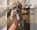 Puppy 2 Bichpoo-Poodle (Miniature) Mix