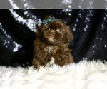 Small #6 Shih Tzu