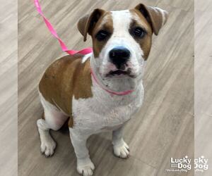 Boxer-Unknown Mix Dogs for adoption in Washington, DC, USA