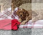 Small #1 Cavapoo (Miniature)