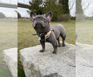 French Bulldog Puppy for sale in KENMORE, WA, USA