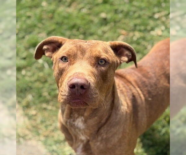 Medium Photo #2 American Pit Bull Terrier-Unknown Mix Puppy For Sale in Tulsa, OK, USA