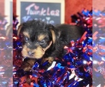 Small #4 Yorkshire Terrier