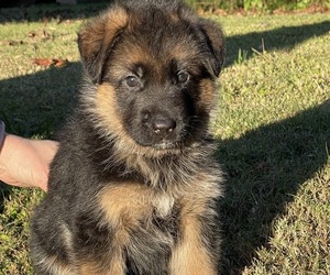 German Shepherd Dog Puppy for sale in LAWRENCEVILLE, GA, USA