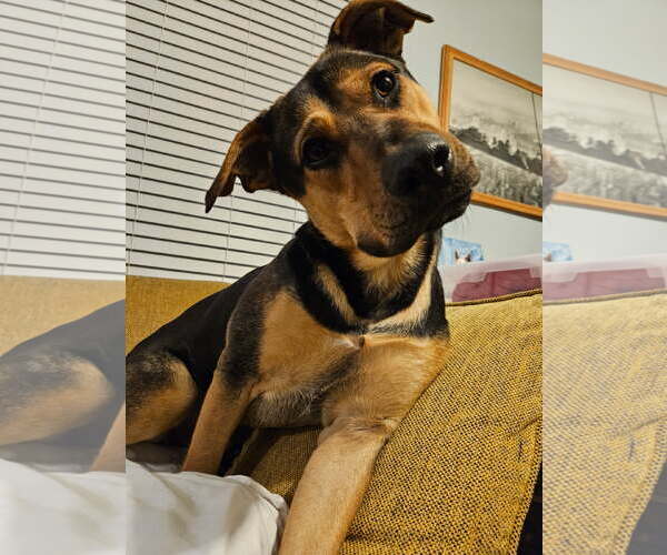 Medium Photo #6 Shepradors Puppy For Sale in LOGANVILLE, GA, USA