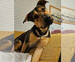 Small #5 Shepradors