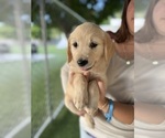 Small #1 Golden Retriever