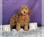 Small Photo #4 Poodle (Toy) Puppy For Sale in WARSAW, IN, USA