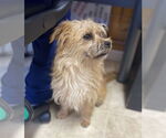 Small #2 Cairn Terrier Mix